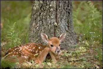 Il a moins de 6 mois, ses parents sont le cerf et la biche, qui est-il ?