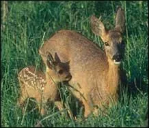 Comment s'appelle un jeune chevreuil entre 6 mois et un an ?