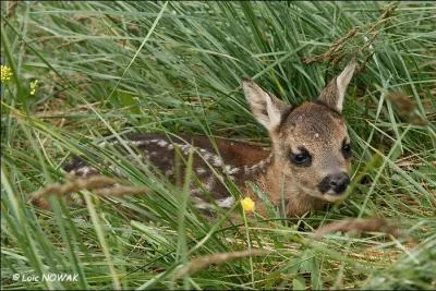 Ses parents sont le chevreuil et la chevrette, il a moins de 6 mois, qui est-il ?
