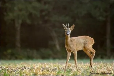 Le chevreuil grandit, quel nom prend-il entre 1 et 2 ans ?