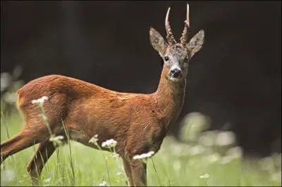 Comment se nomme le jeune chevreuil devenu entièrement adulte ?