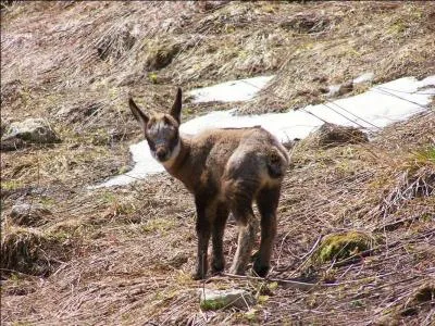 Pour l'instant c'est encore un cabri, mais quel nom prendra le petit du chamois lorsqu'il aura un an ?
