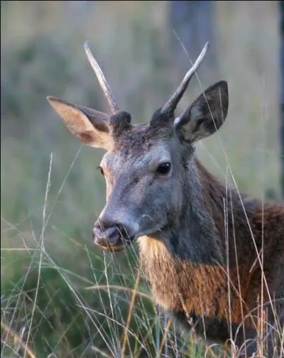 Comment appelle-t-on le jeune cerf qui entre dans sa 2e année ?