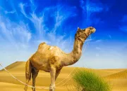 Quiz Animaux du dsert : le dromadaire