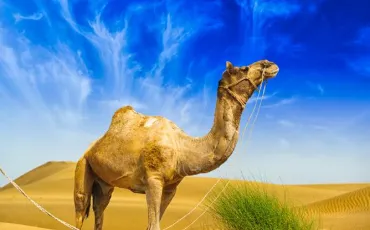 Quiz Animaux