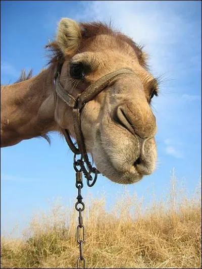 Quelle est son espérance moyenne de vie ?