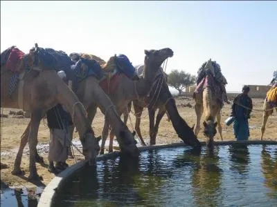 Jusqu'à combien de litres d'eau, en 10 minutes, un dromadaire peut-il avaler ?