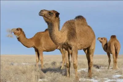 Comment s'appelle la femelle du chameau ? Et son petit ?