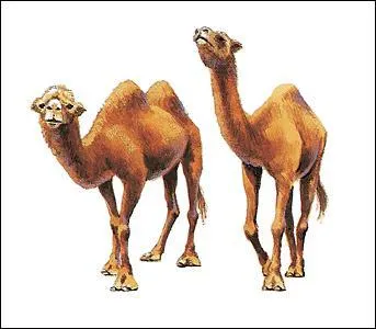Il existe deux types de dromadaires ; lesquels ?