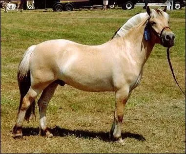 Ce cheval est un :