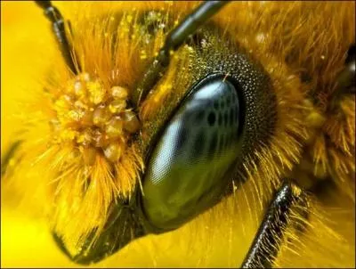 Pour finir ; on estime que la fondation du premier village s'est faite vers 10 000 ans avant J.-C. et que les abeilles sont apparues vers :