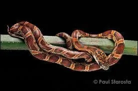 De quelle phase l'élaphe sur la photo est-il ?