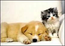 Quel est l'animal de compagnie de Frankie ?