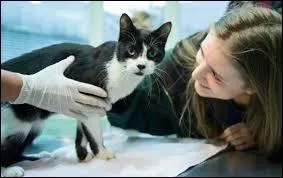 À Berlin, le 25 décembre, un miracle s'est produit. Une famille a pu retrouver son chat, Miko, qui avait disparu depuis...