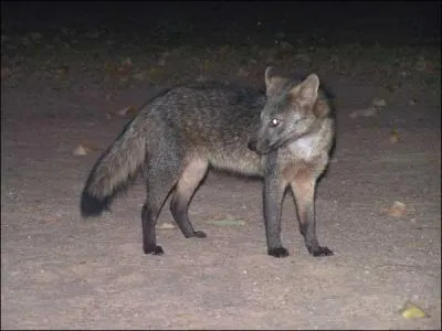 Appelé aussi Renard des Savanes, il vit en Amérique du Sud :