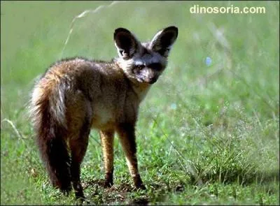 Il vit en Afrique australe jusqu'en Afrique du Sud :