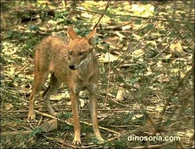 Canidé aux oreilles longues et aux yeux jaunes, il se nourrit de petites proies ou de charognes, chasse en solitaire, souvent la nuit :