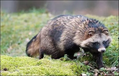 Non ce n'est pas un blaireau ! C'est bien un canidé originaire de Sibérie, Chine, Corée, Japon :