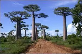 Certains scientifiques ont pu trouver l'origine commune des habitants de Madagascar : une trentaine de personnes arrivées...