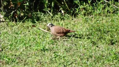 Etat de désintégration, désaffection culturelle, sociale, et encore je suis gentil, parfaitement illustré par un individu appelé Bachar-El-Assad !