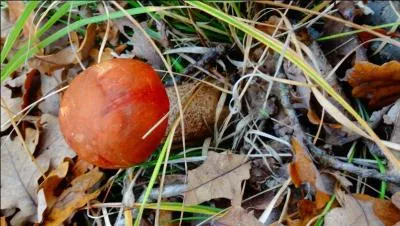 Excommunication papale !