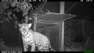 Activité génitale masculine en baisse, liée à l'âge !