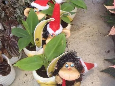 Pied de vers grec ou latin, destiné à vous compliquer la vie !