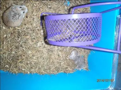 La réponse date de l'année précédente !