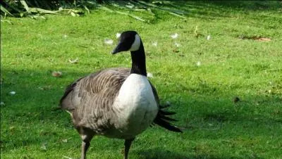 Si tout comme Trust, tu perds ton sang-froid, tu risques de rater la réponse !