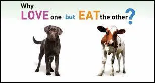 Un vegan peut-il se mettre une écharpe en laine ?