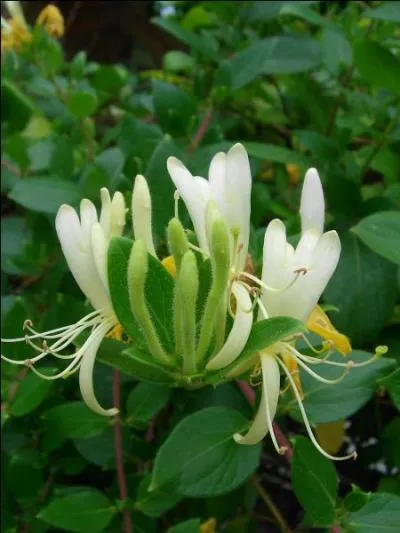 Quelle est cette fleur ?