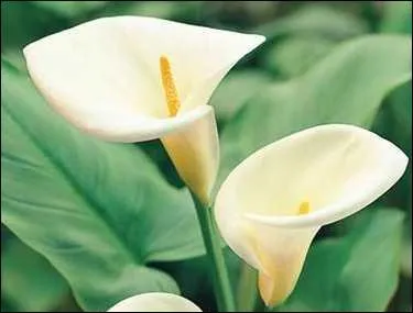 Comment s'appelle cette fleur ?