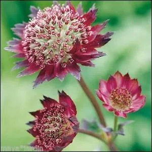 Essayez de trouver le nom de cette jolie fleur !