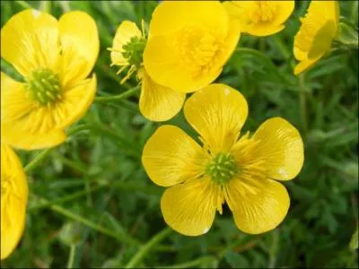 Quelles fleurs voyez-vous cette photo ?