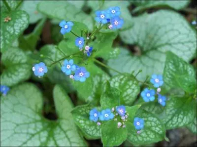 Reconnaissez-vous ces fleurs ?