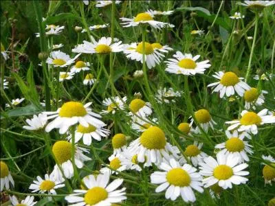 Comment les fleurs sur la photo se nomment-elles ?