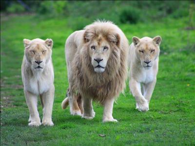 Ce sublime lion, est un lion blanc, il est aussi appelé :