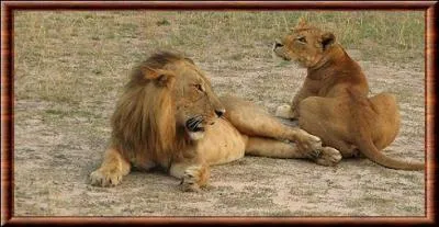 Ce sublime lion a la crinière courte. Il vit en Afrique et a été découvert/reconnu en 1924, il s'agit du :