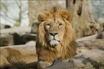 Seule sous-espèce de panthera leo vivant sur un autre continent, il s'agit du :