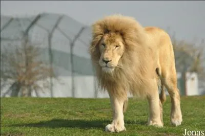 Le lion blanc est issu de cette sous-espèce comme l'est le tigre blanc avec le tigre du Bengale, il est le :