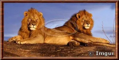 On trouve ce sublime lion dans le Serengeti. Un peu moins trapu que les autres sous-espèces, il s'agit du :