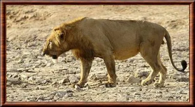 Ce lion a la crinière très courte et il est très rare (13 individus enregistrés génétiquement en 2006). Voici le :