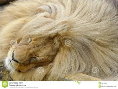 Ce lion se distingue par une crinière plus claire, une taille imposante et une robe claire (mais pas blanche), il s'agit du :
