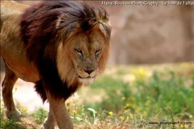 Le plus imposant, le plus grand de tous les lions d'Afrique, sa crinière est la plus fournie de toutes les sous-espèces. Malheureusement disparu du monde sauvage, il subsiste tout de même des spécimens en captivité. On peut d'ailleurs en observer au parc zoologique de Paris, il s'agit du :