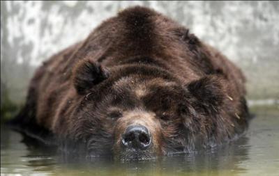 Le plus grand des ours bruns, le deuxième plus grand carnivore terrestre, il a pour nom :
