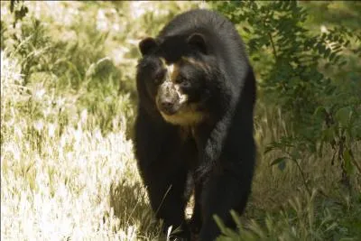 Seul représentant de son espèce en Amérique du Sud, il est le plus grand carnivore. Il s'agit de :