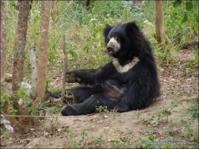 Ressemblant fortement à un autre ours, il est plus petit et beaucoup plus célèbre. Malheureusement, sa célébrité le fait énormément souffrir, il est :