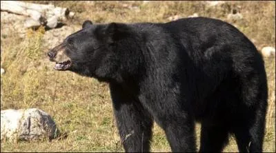 Appelé aussi baribal, fortement chassé par les habitants, il est :