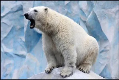 Il est blanc, il est grand et il est beau, c'est :