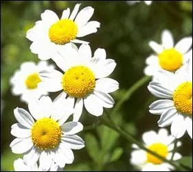 La camomille symbolise...